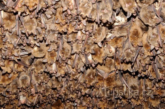 colony of large bats on Točnik