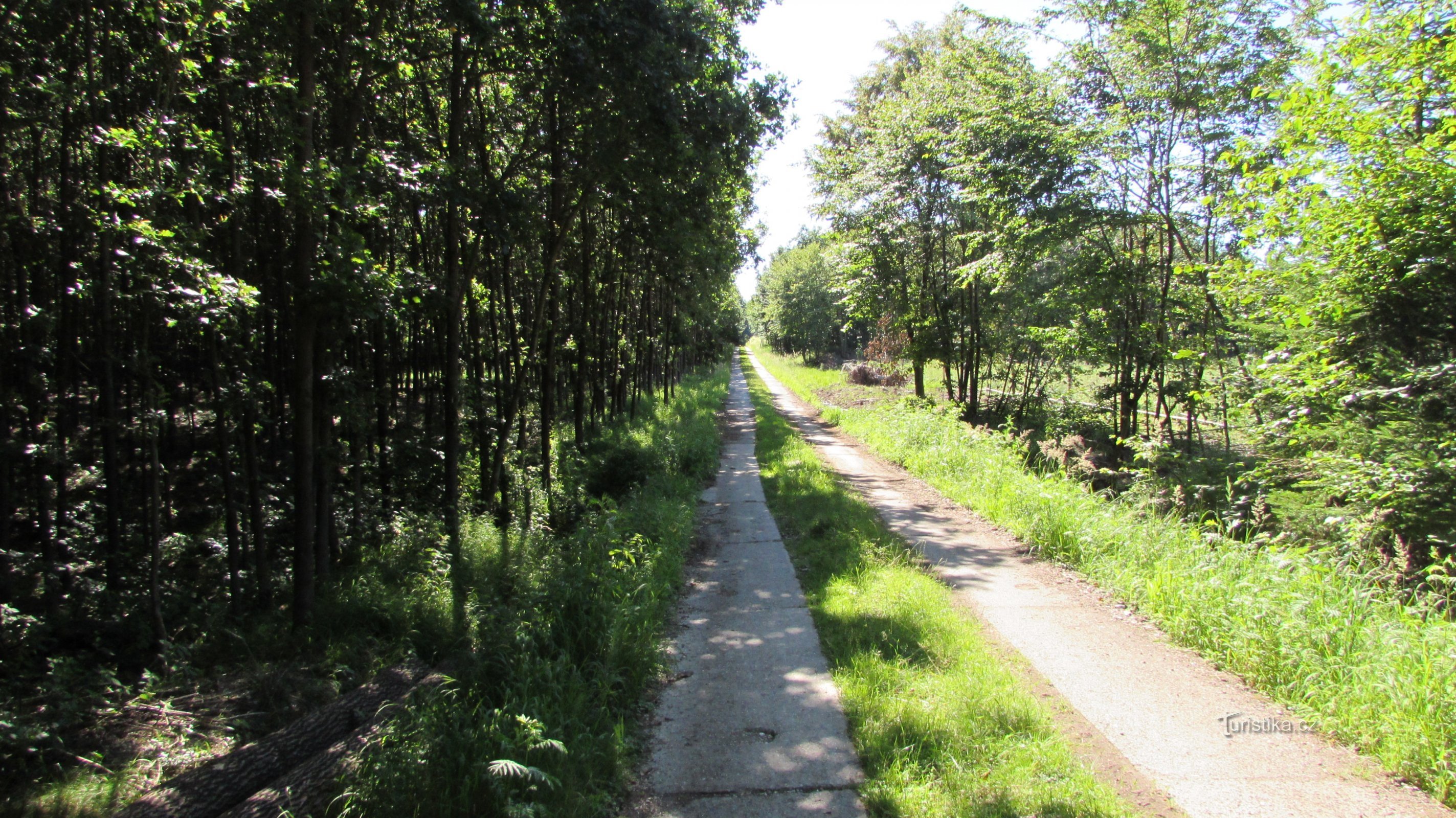 Percorso della zanzara attraverso la foresta