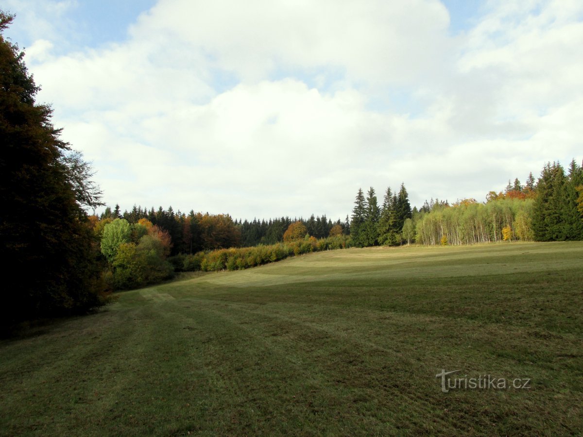 Кінцівки.