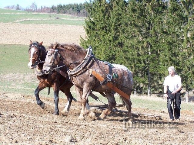 лошади