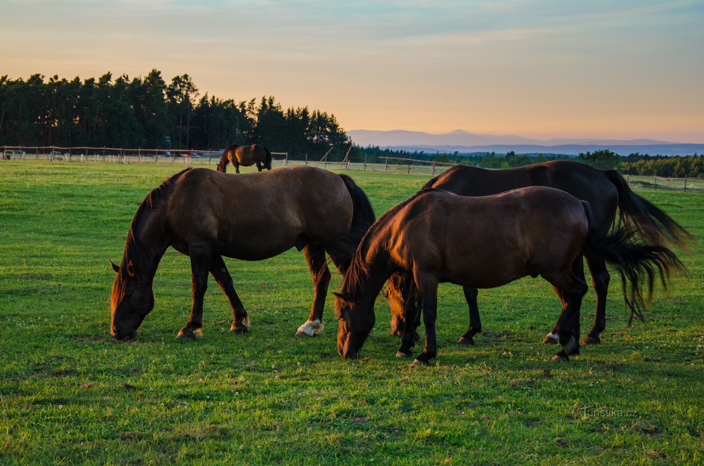 Cavalos no pasto perto do mirante Joštova, ao fundo das montanhas orientais de Krkonoše