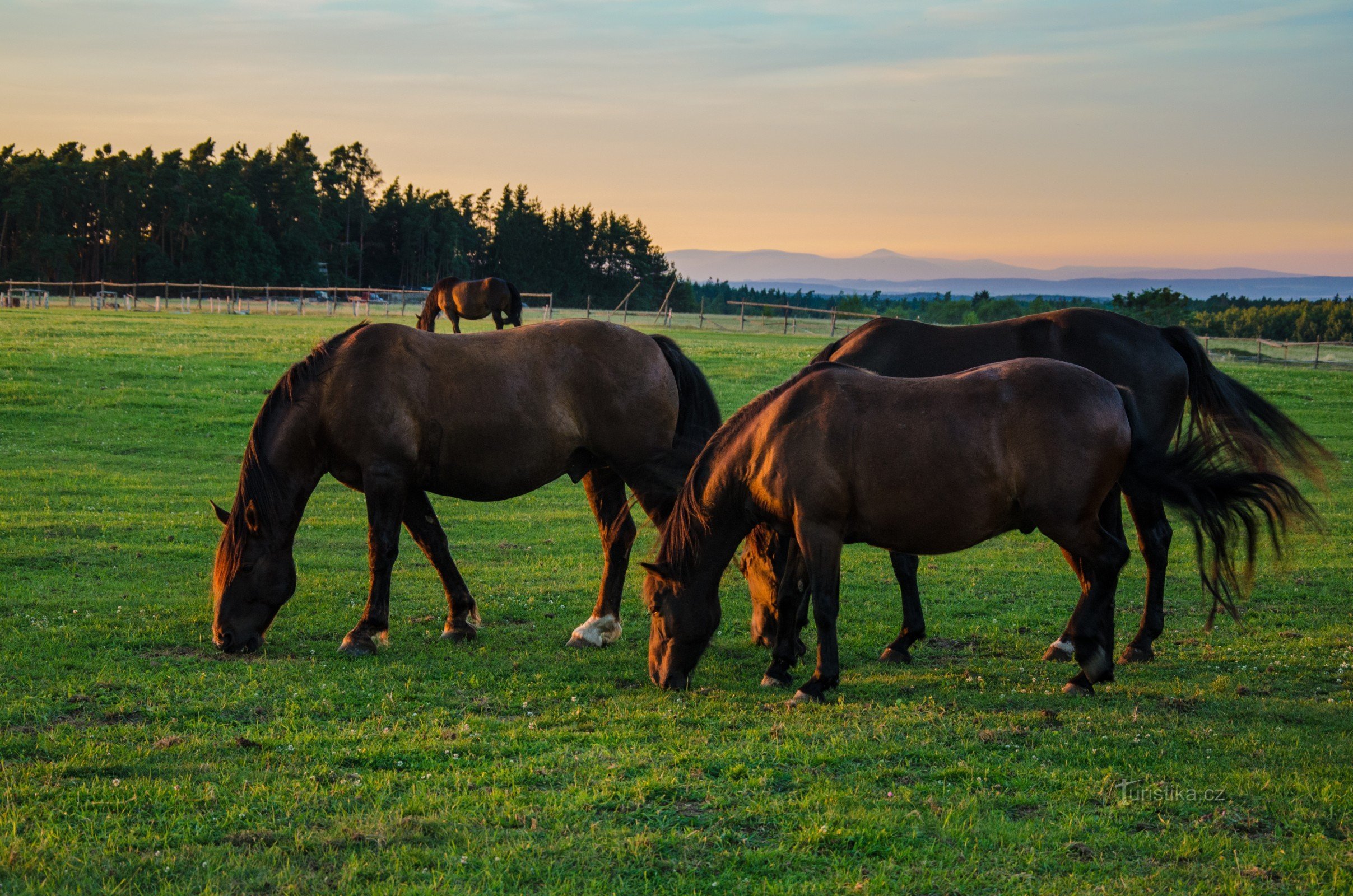 Chevaux sur le pâturage près du belvédère de Joštova, à l'arrière-plan des montagnes orientales de Krkonoše