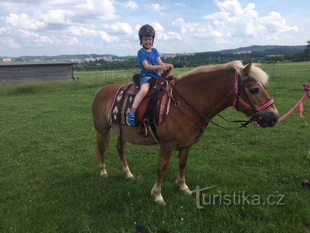 Koně Orlov - poník Lunetka