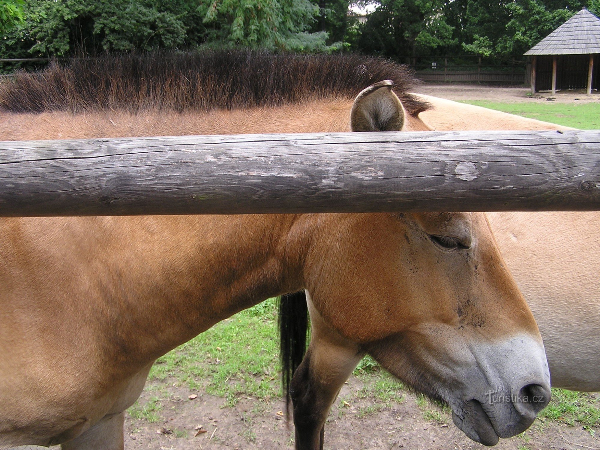 Het paard van Převalský