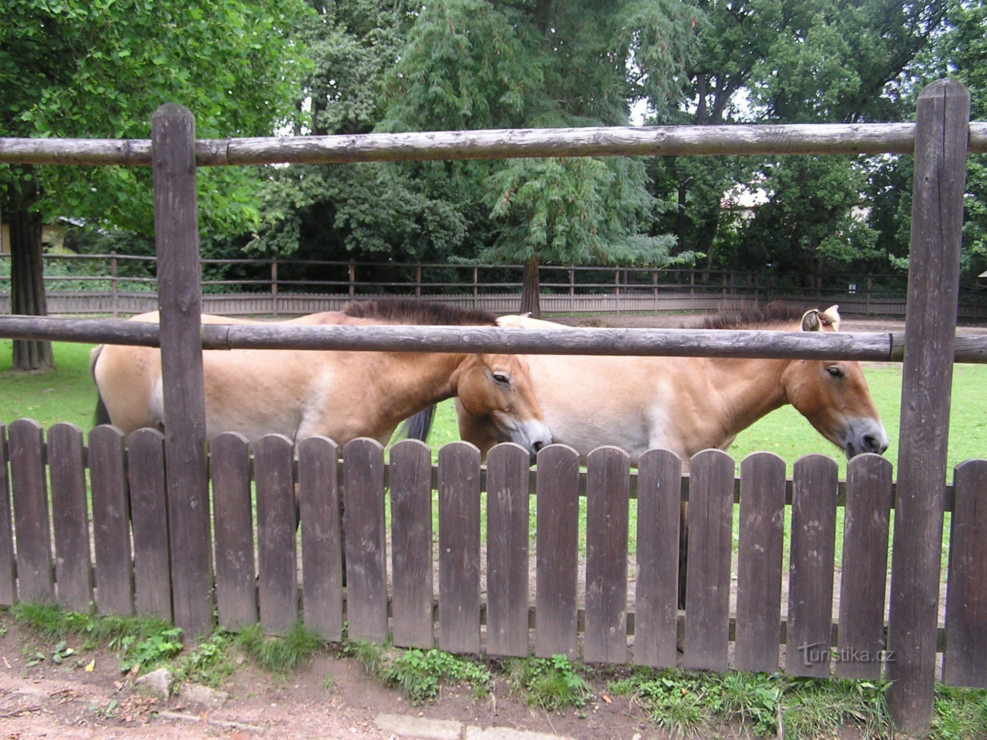 Le cheval de Převalský