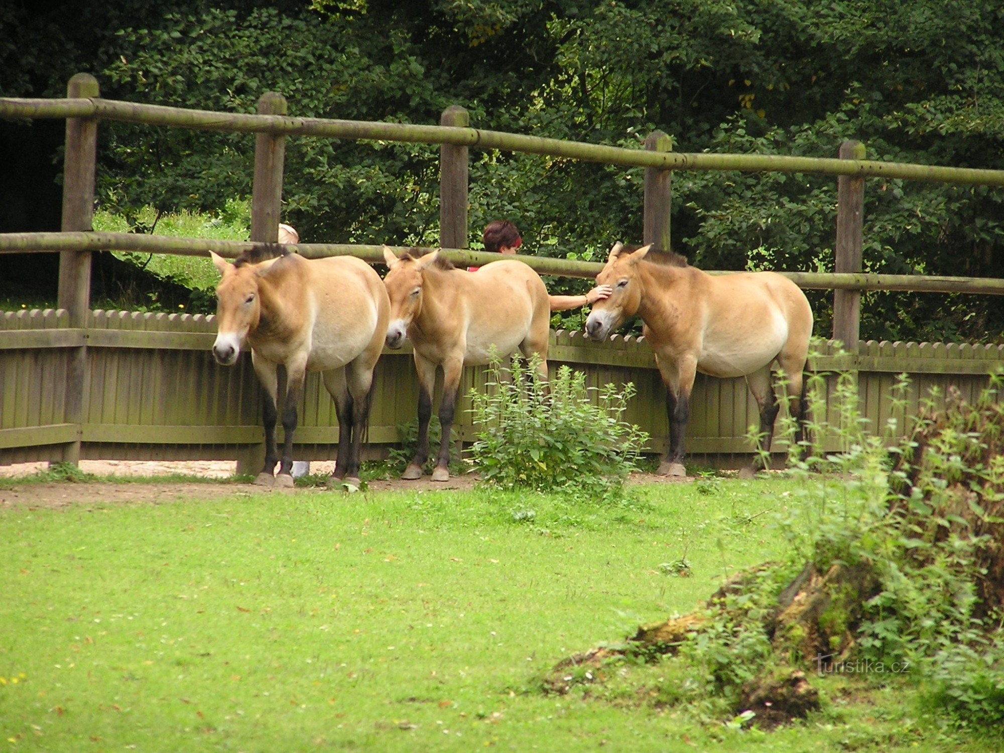 Le cheval de Převalský