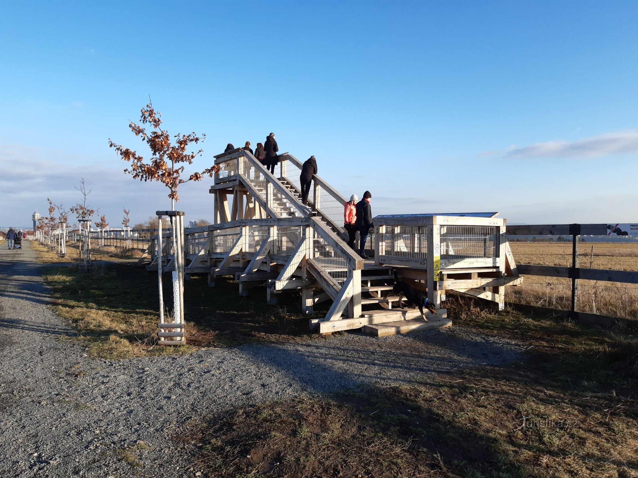 Chevaux de Prévalské à Dívče Hrad