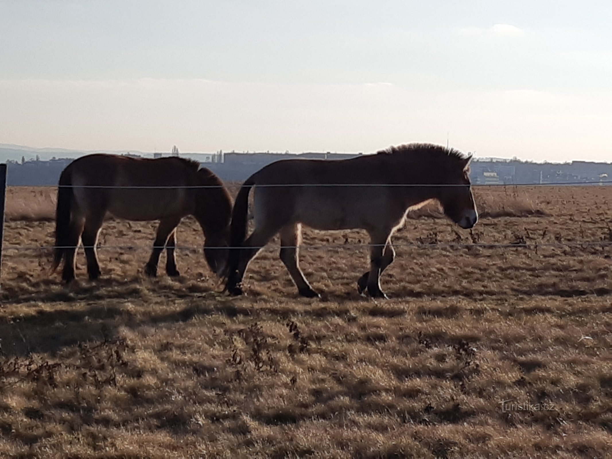 Paarden van Prévalské bij Dívče Hrad
