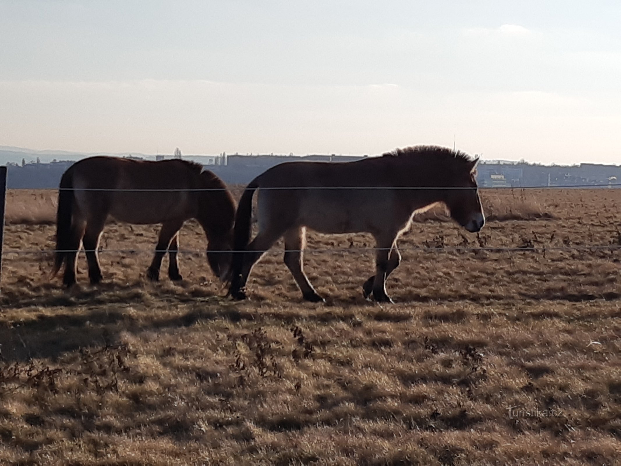 Horses of Prévalské at Dívče Hrad