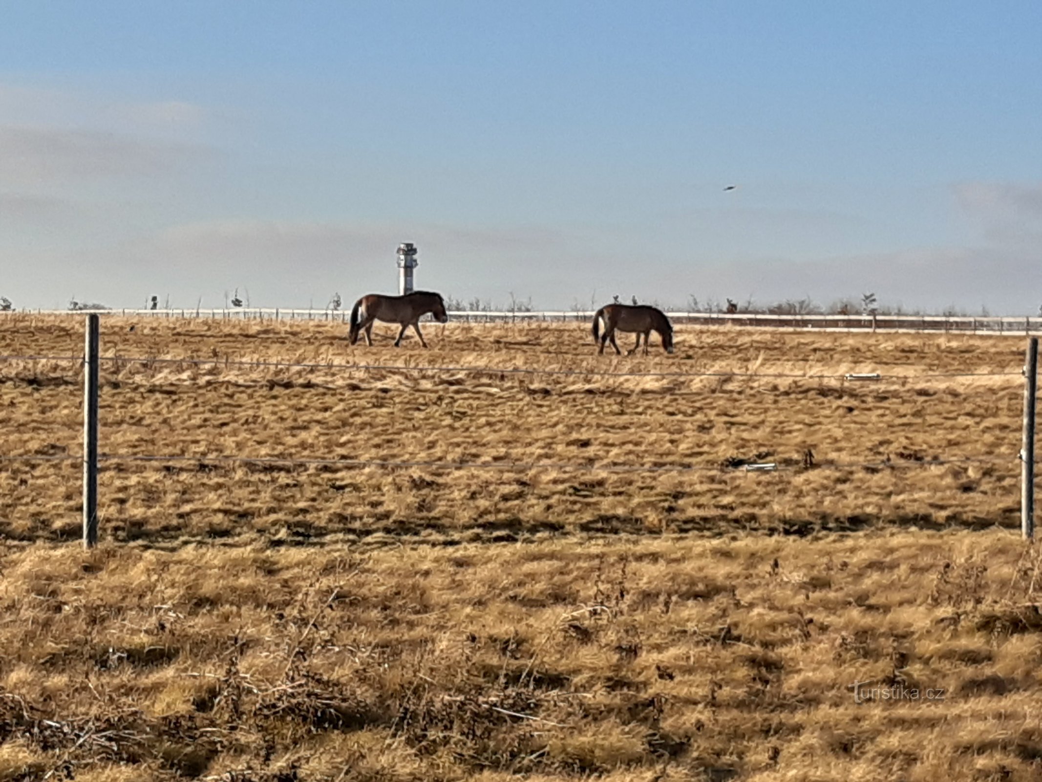 Horses of Prévalské at Dívče Hrad