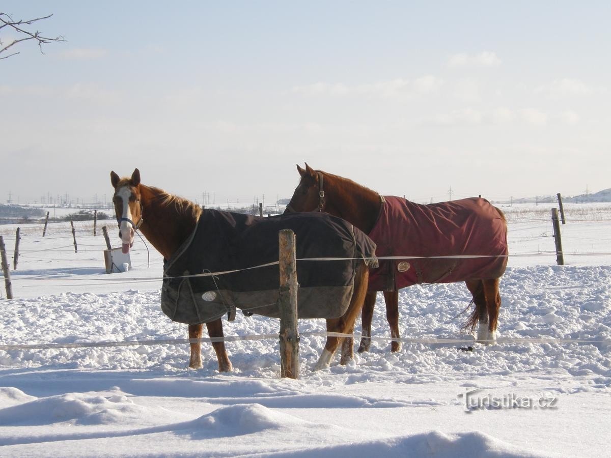 Здесь можно встретить лошадей и летом, и зимой.