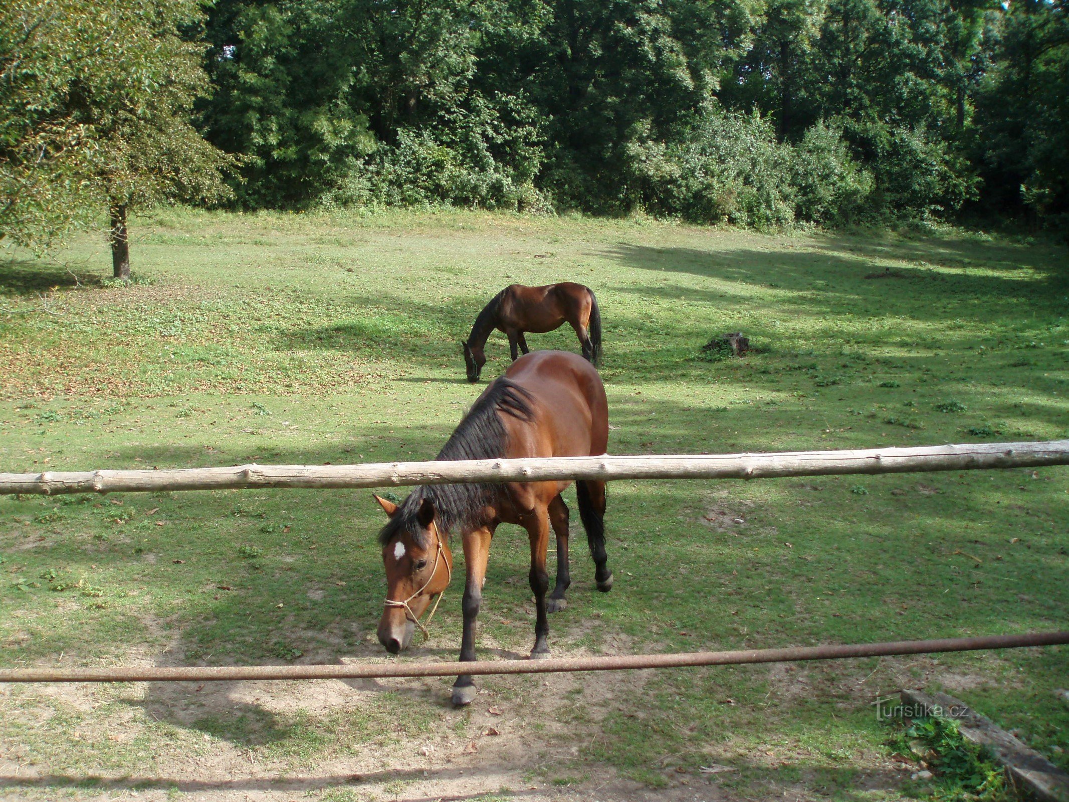 Chevaux dans la vallée d'Opáren