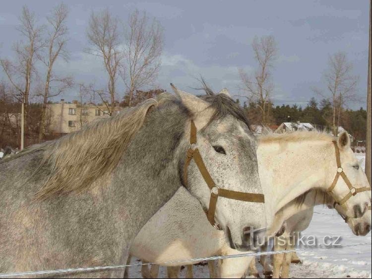 Chevaux au paddock