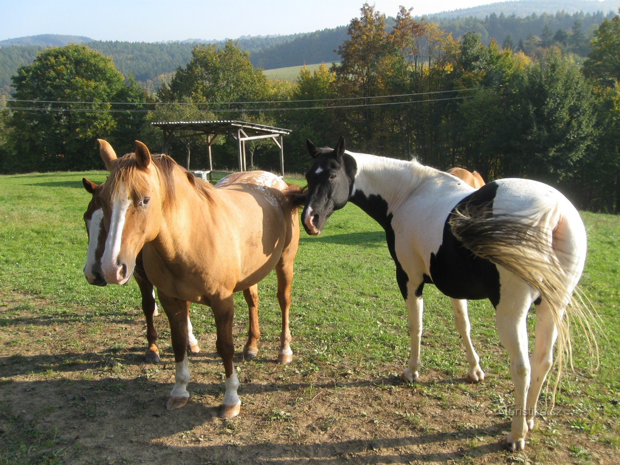 Chevaux au Meadow Ranch