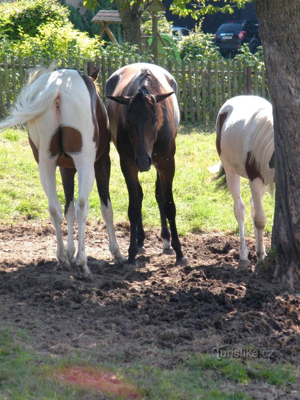 de paarden waren nieuw hier