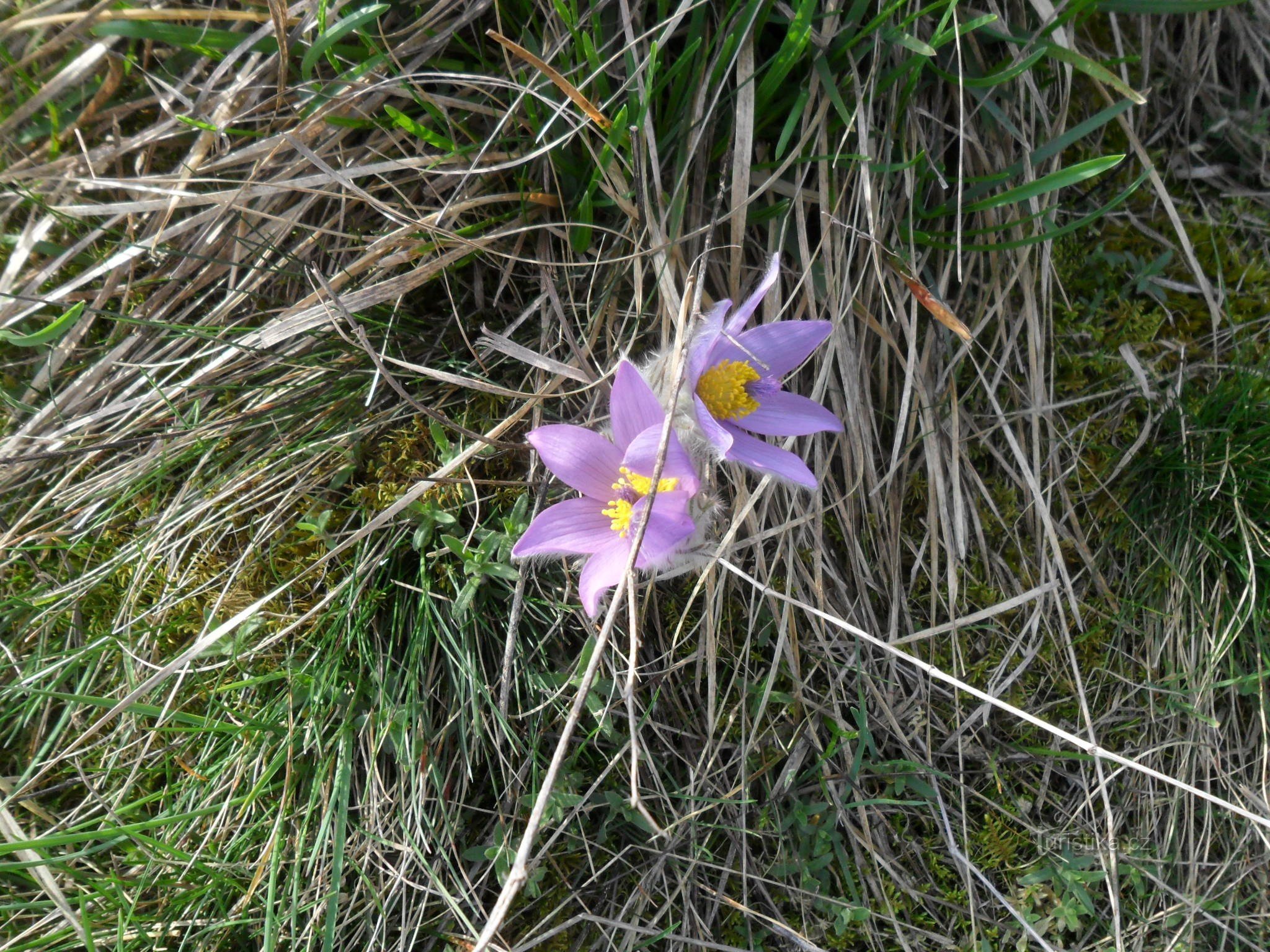 Großblütige Kornblume na