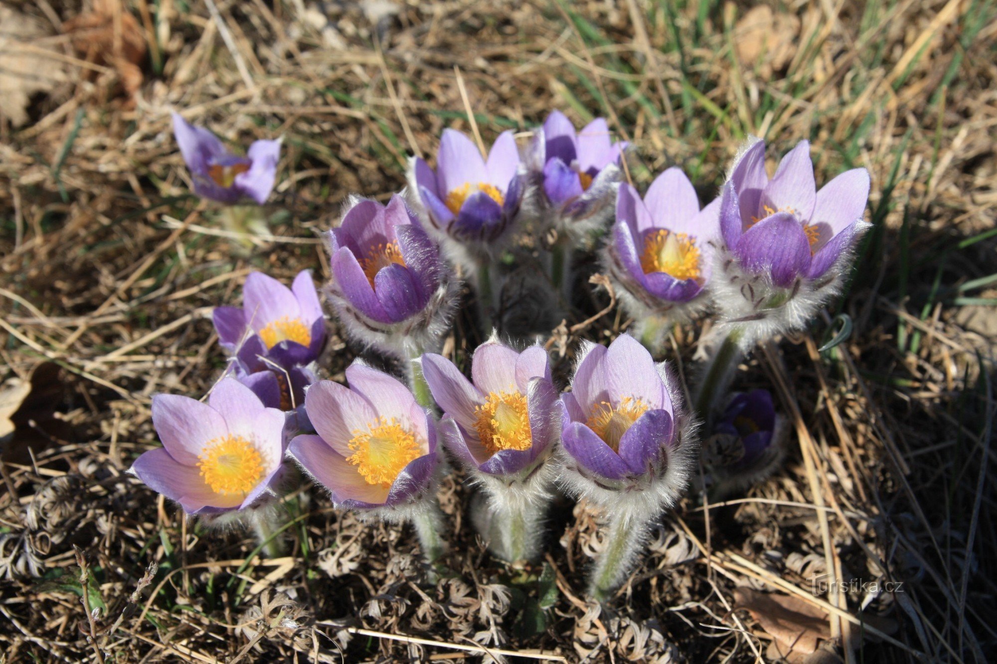 Aciano de flores grandes en Kamenné vrch