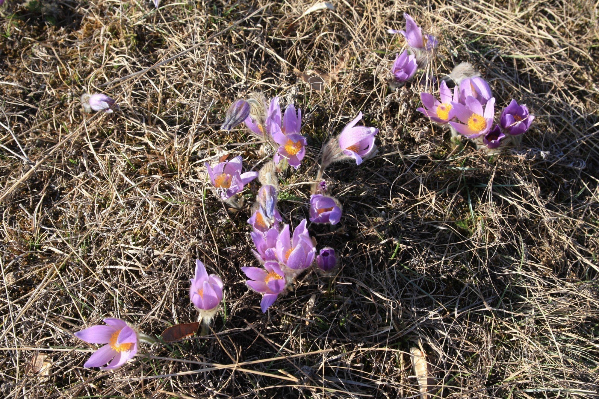 Floarea de colț cu flori mari pe Kamenné vrch