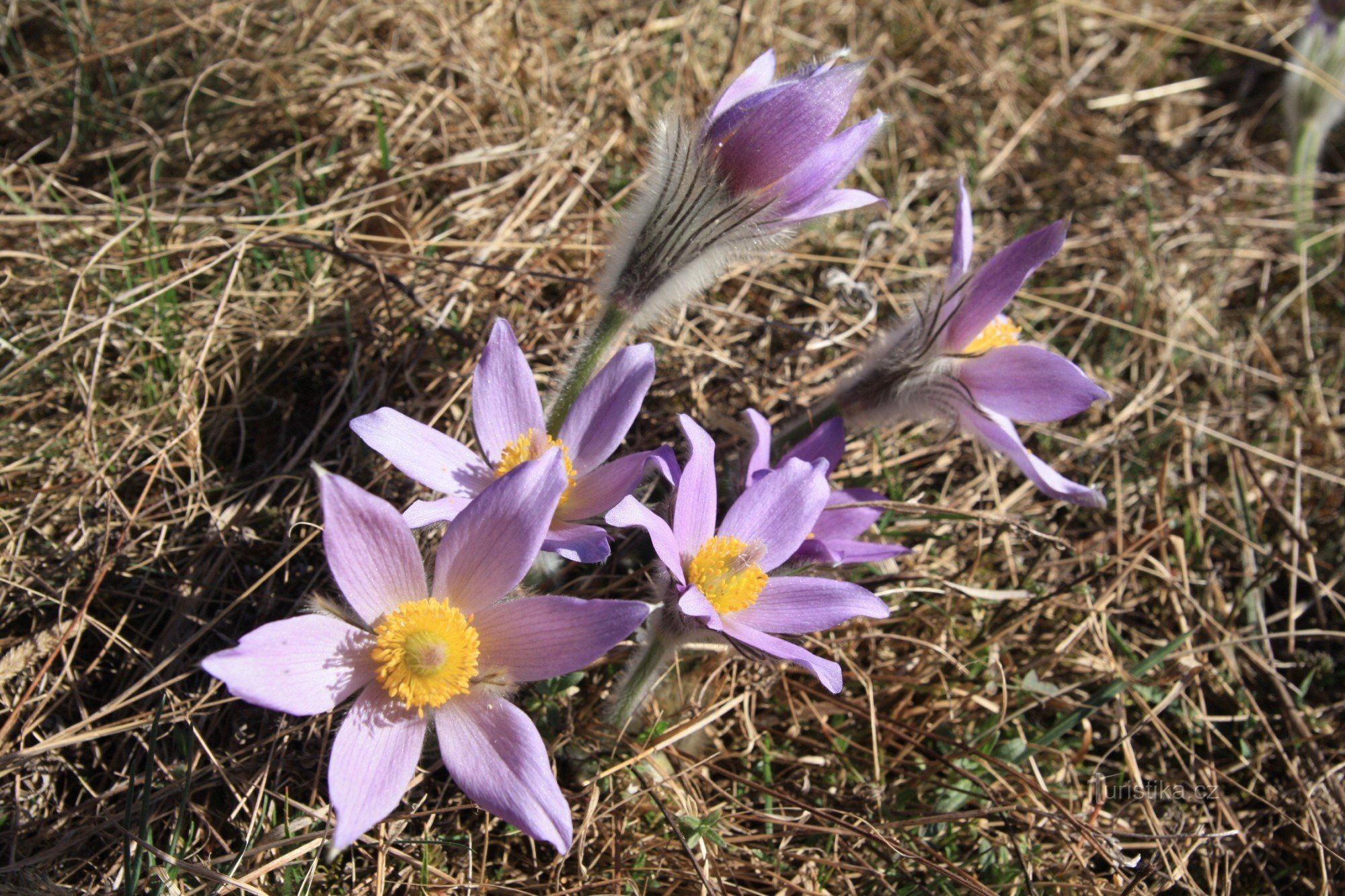 Aciano de flores grandes en Kamenné vrch