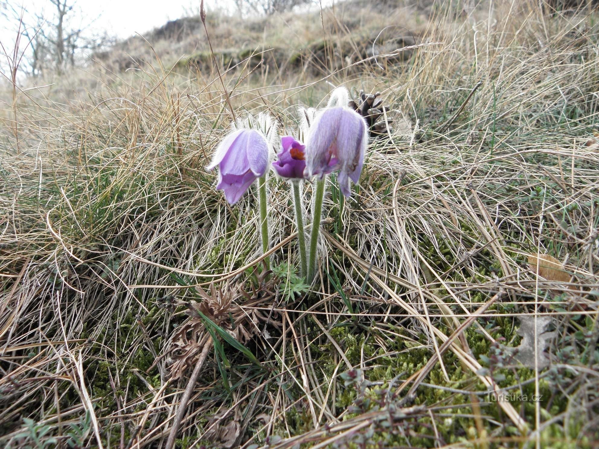 Fiordaliso a fiore grande - Pendio conglomerato velatico