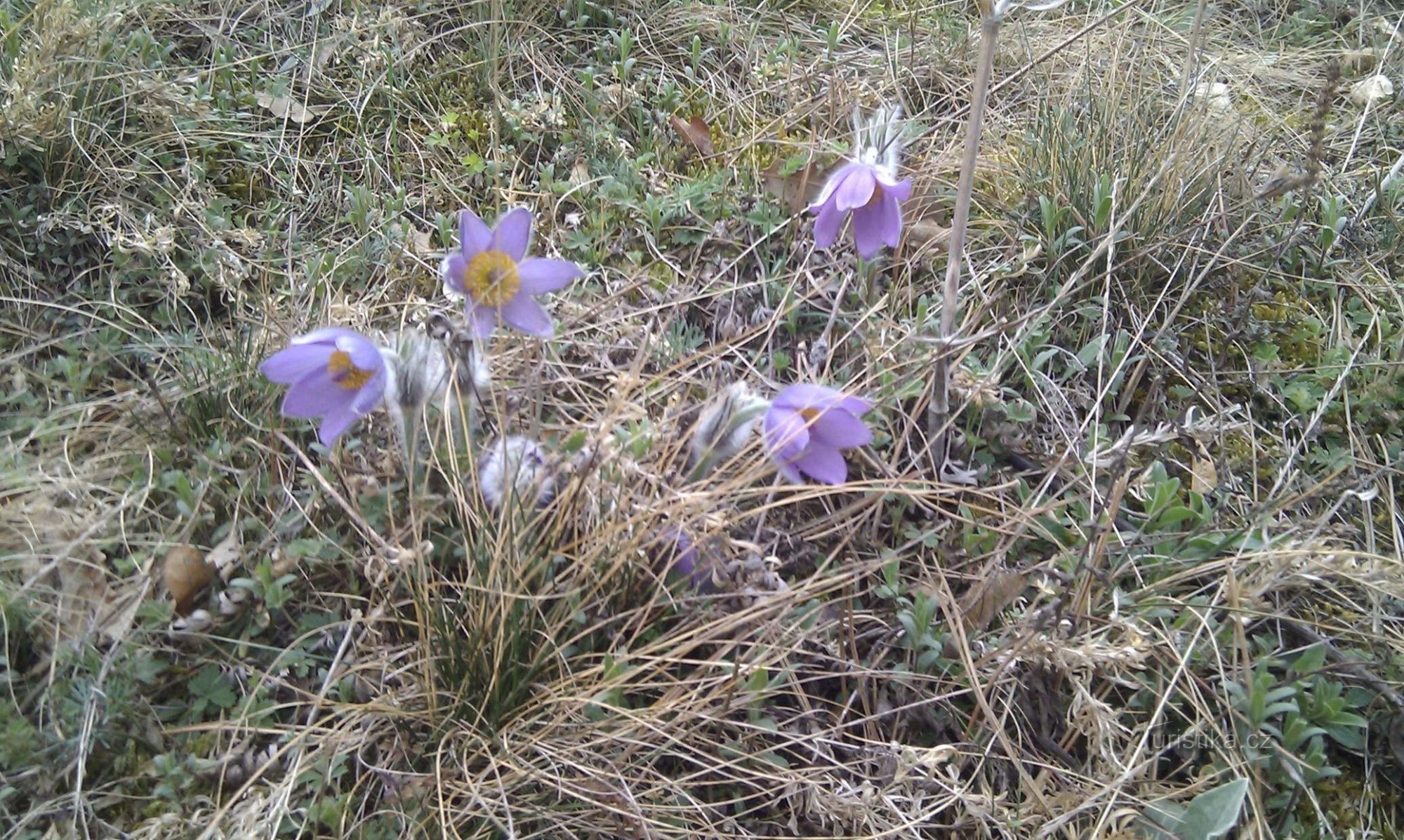 Floarea de colț cu flori mari - Pantă de conglomerat velatic