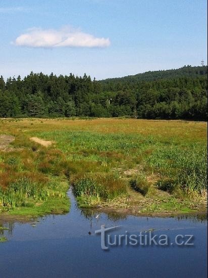 Koníkovské vrchy：Zuberský 池塘和 Pohldecká skála (812 masl)...
