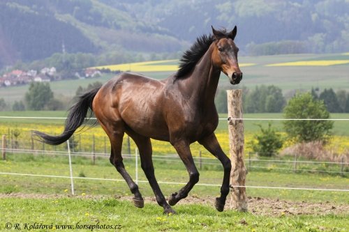 Granja de caballos Vysoka