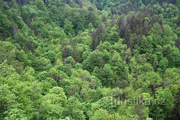 Konjska padina - pogled