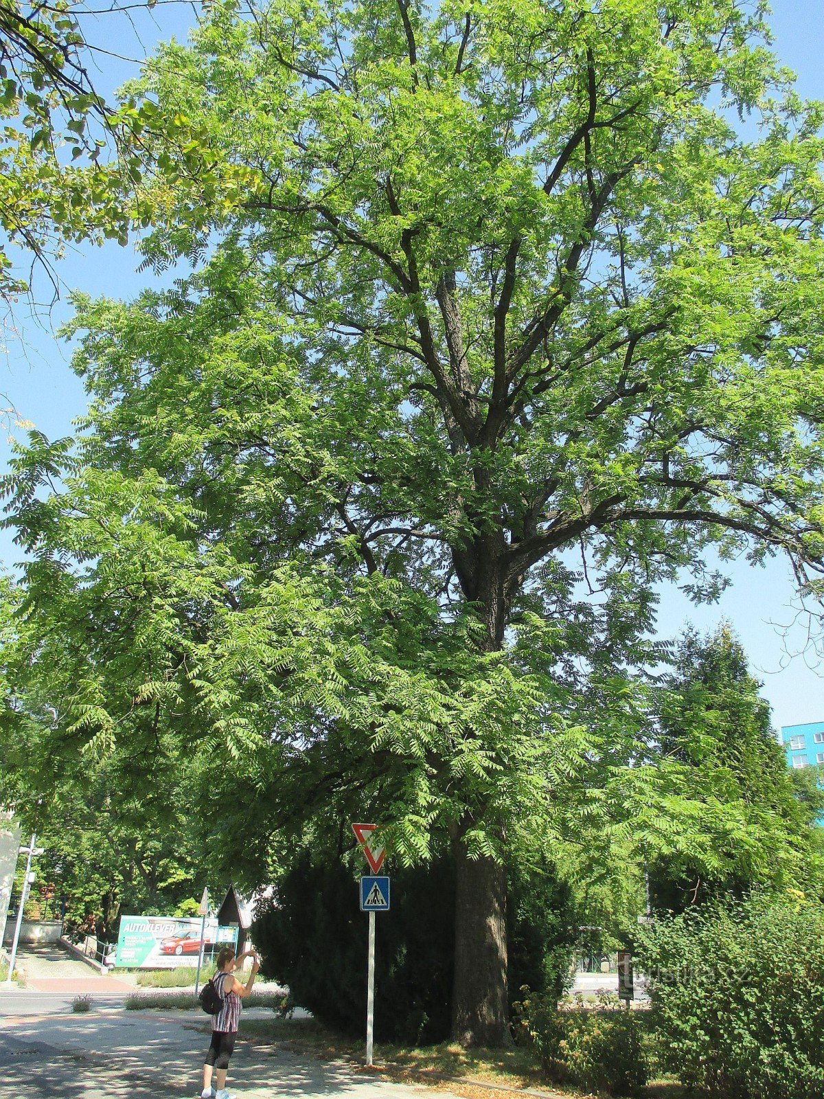 Kopřivnice - Casse-Noisette de Léopold Vichy