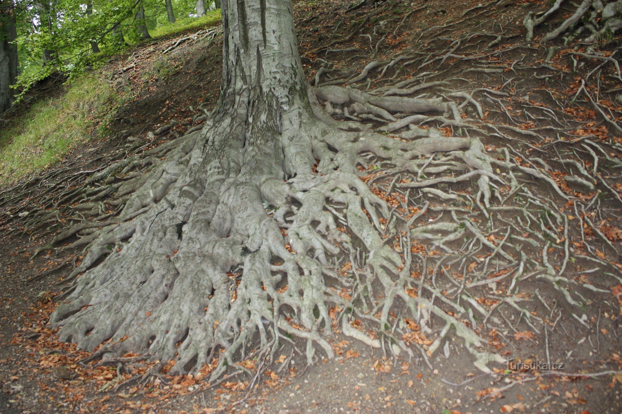 Kořenový labirint
