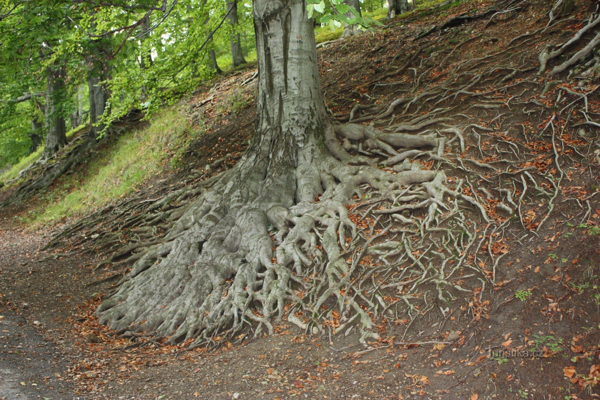 Roots of the forest beech