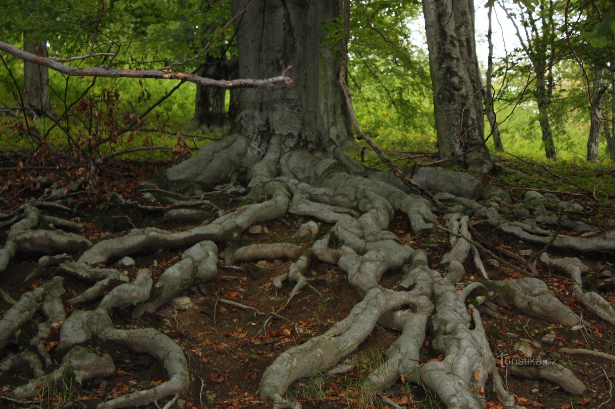 Roots of the forest beech