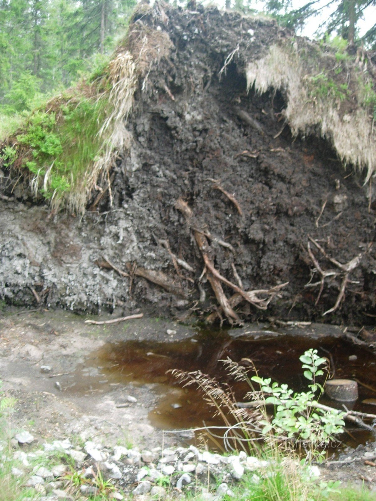 Коріння вирваної ураганом ялини