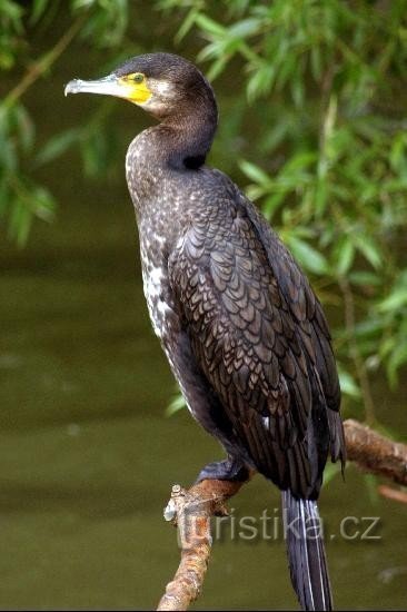 Storskarv - Phalacrocorax carbo