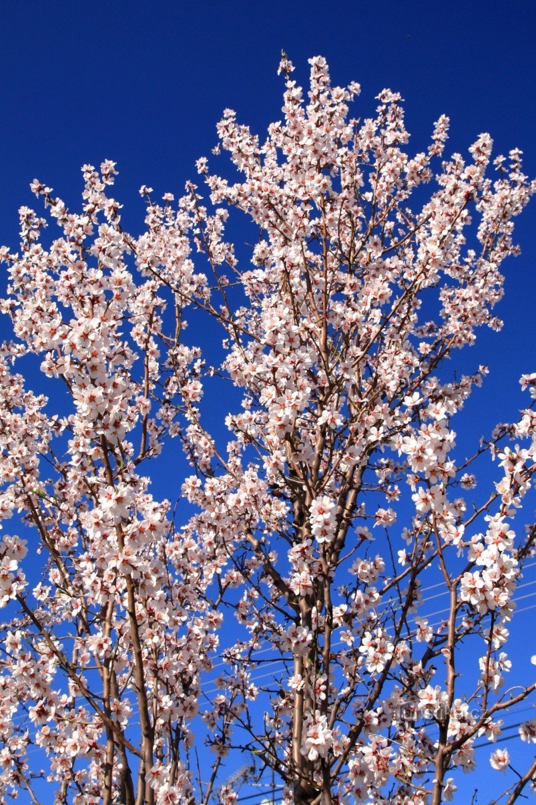 Almond crown in full bloom - March 25