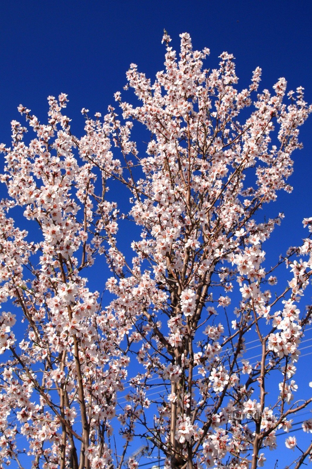 Couronne d'amande en pleine floraison - 25 mars