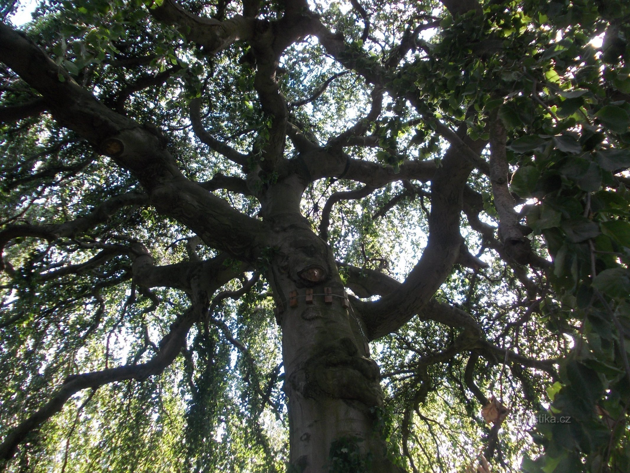 cime des arbres