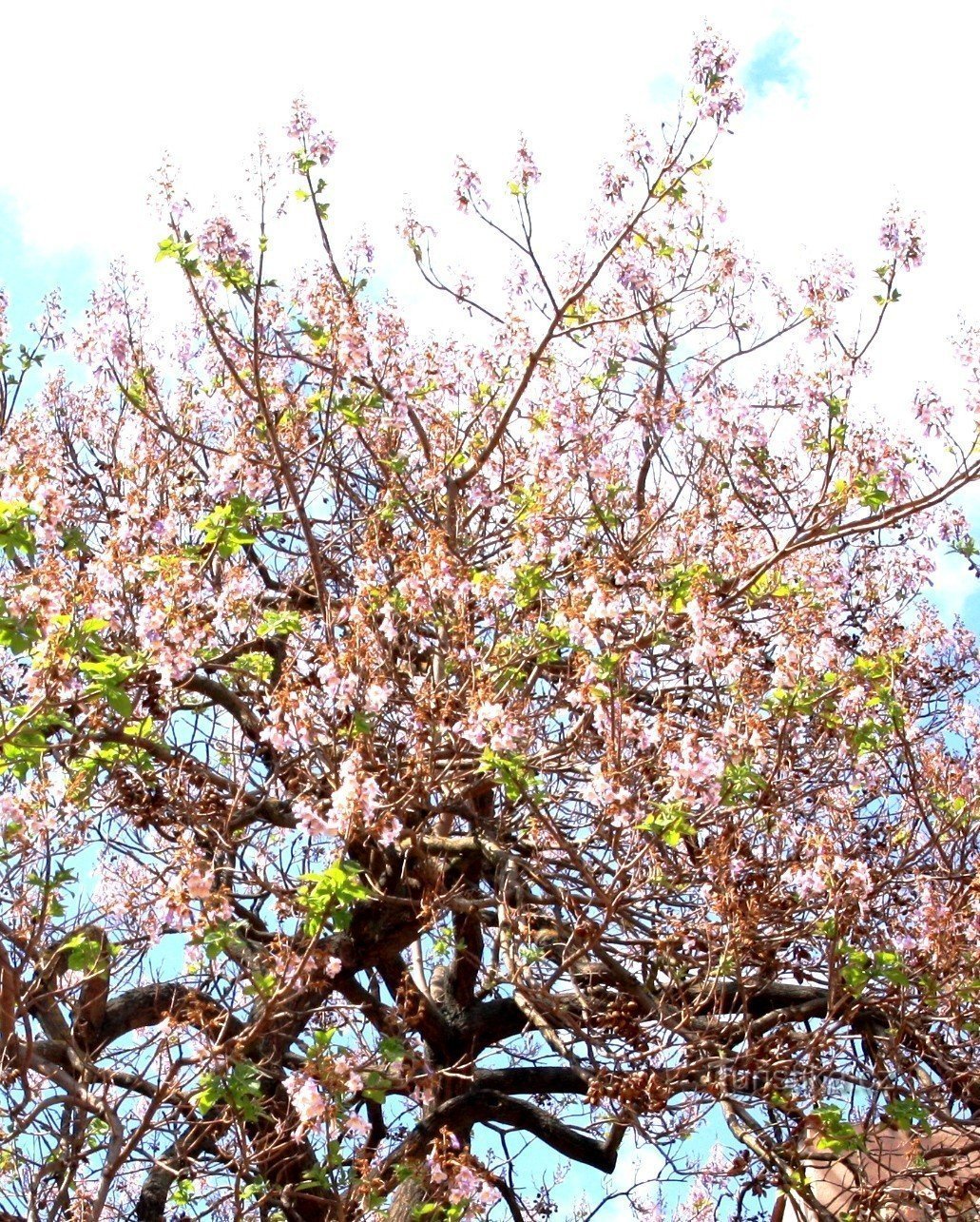 Corona d'albero con fiori