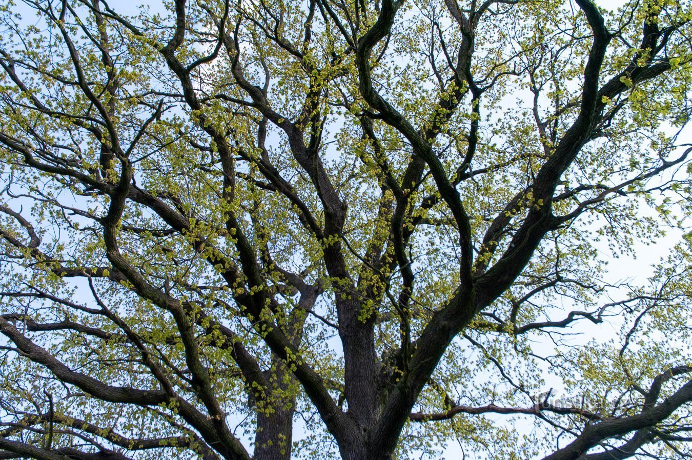 Coroa na flor da primavera