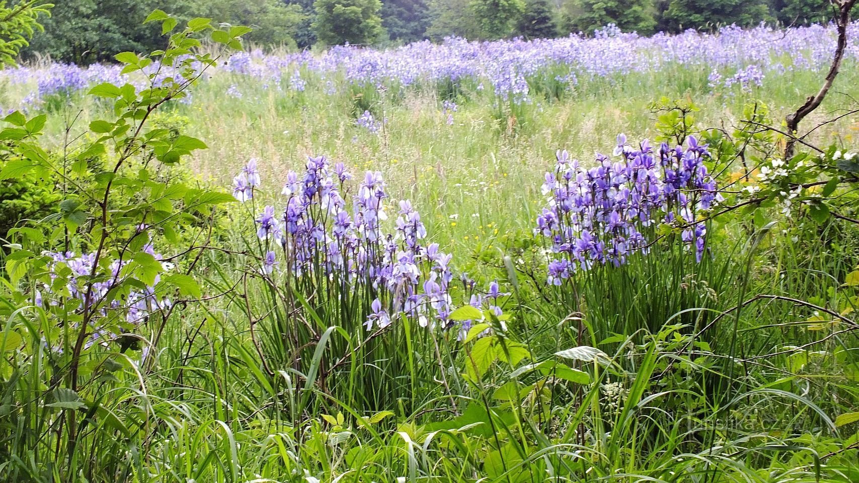 Schwertlilienwiese Kuřkovská Mýť