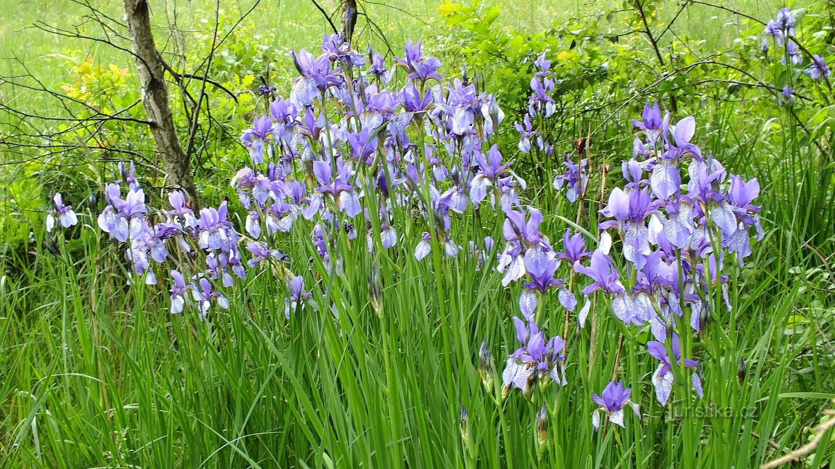 アイリス牧草地 Kuřkovská Mýť