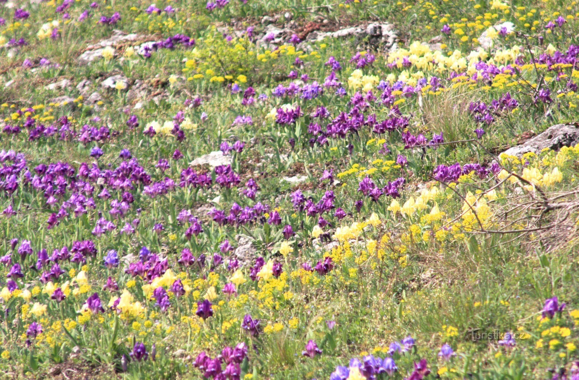 Collina dell'iride