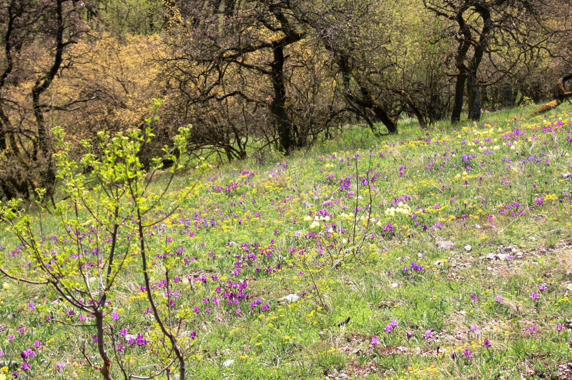 Colline des Iris