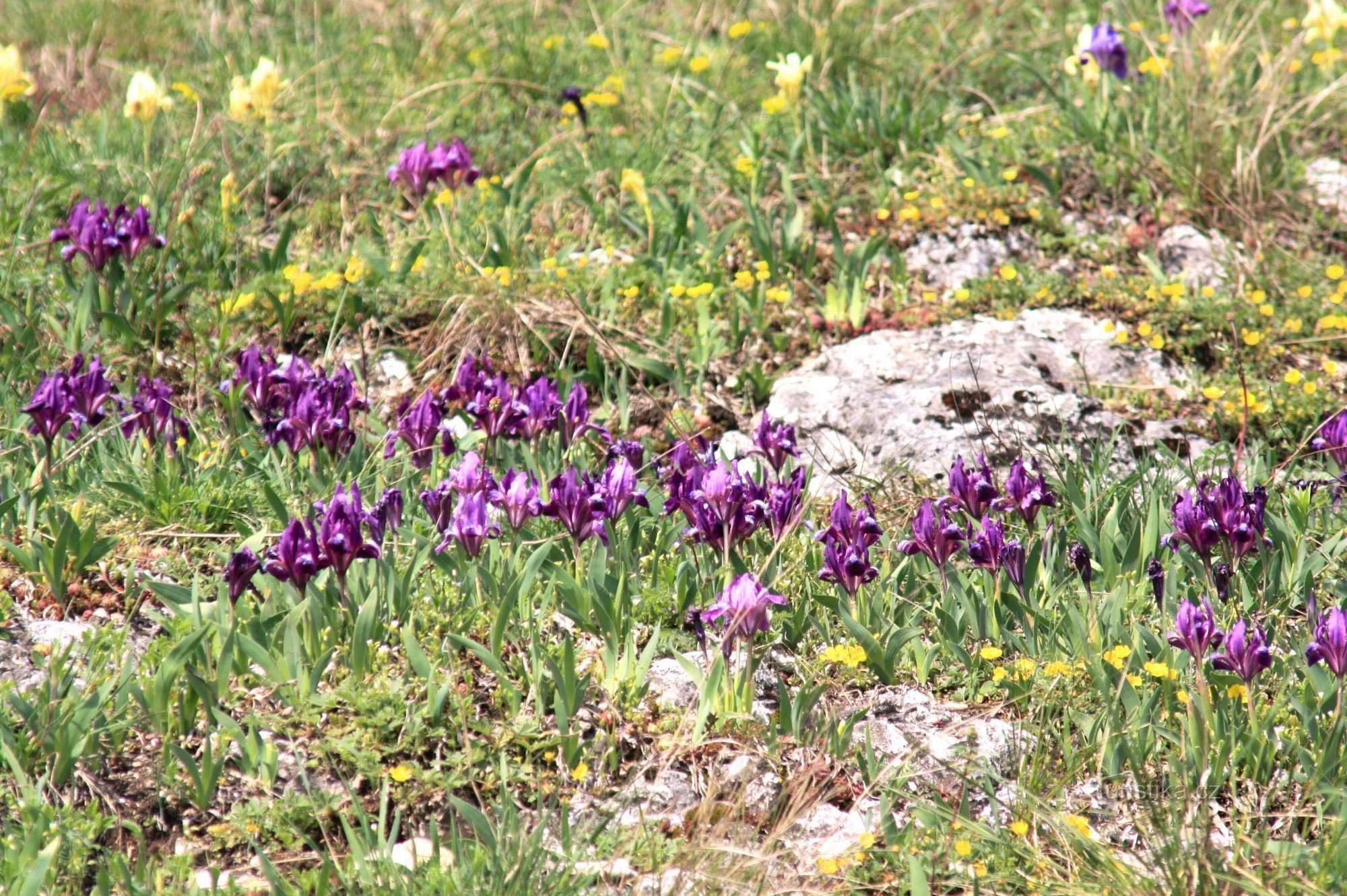 Iris collina oltre il bivio