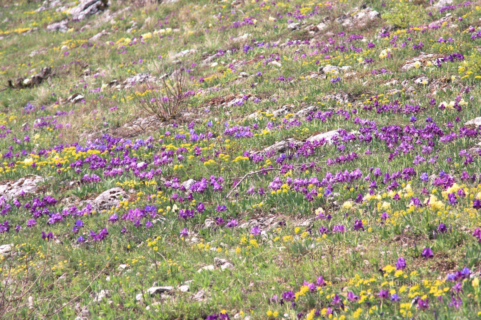 Iris Hillside au-delà de la fourche