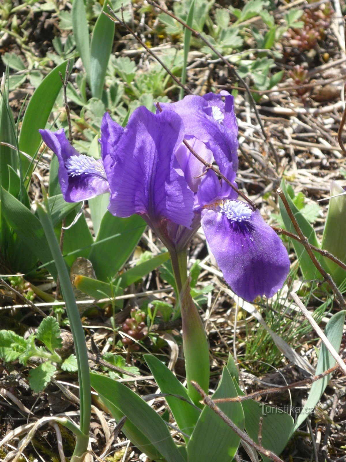 Iris on Pálava