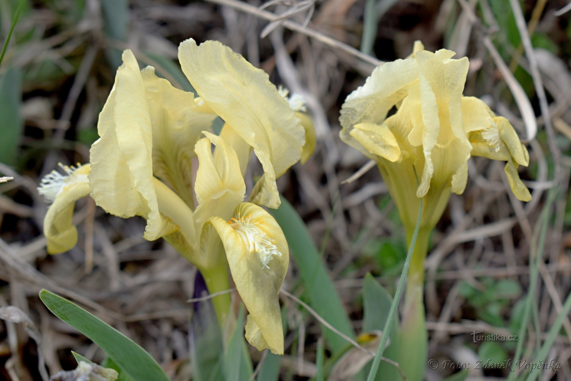 Iris de sable.