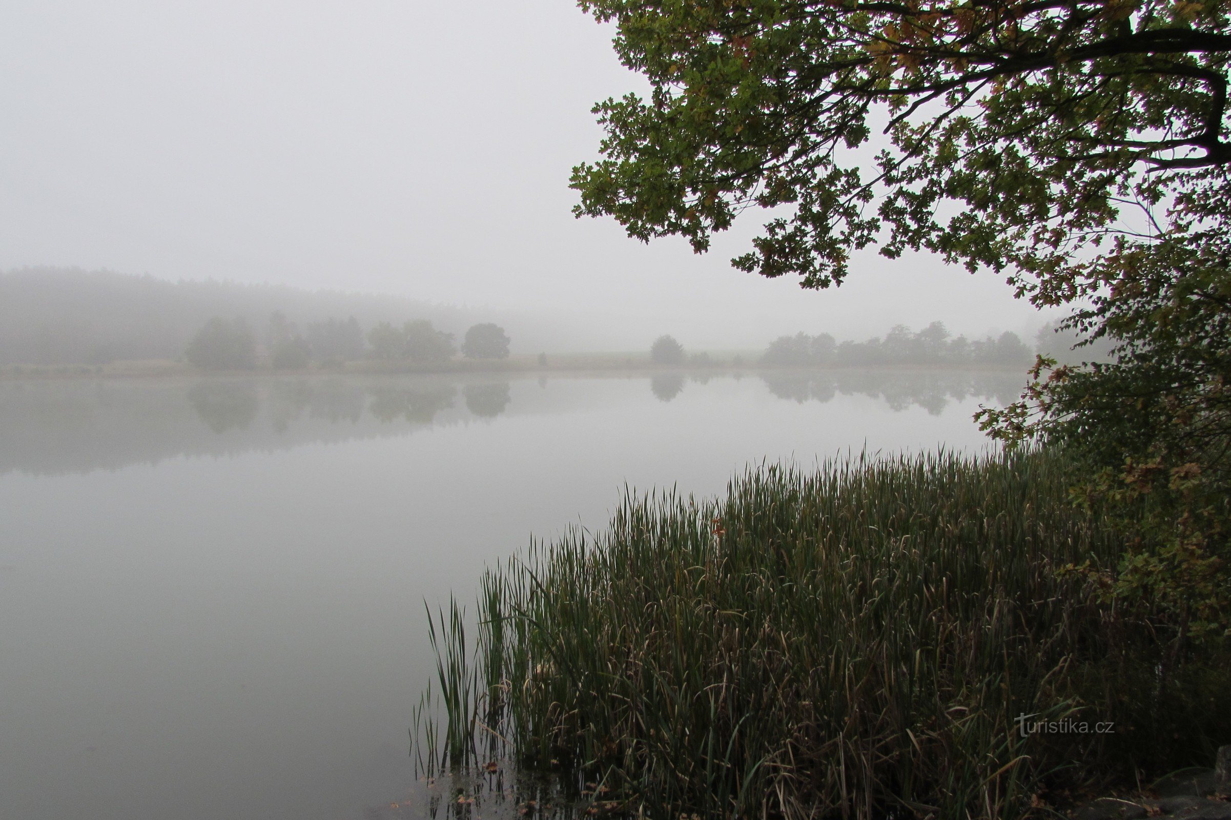 A cooper in the morning fog