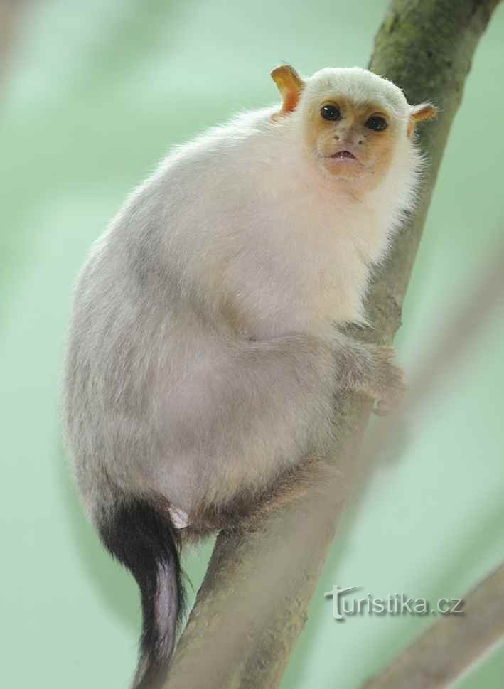 银狨猴 (Mico argentatus)