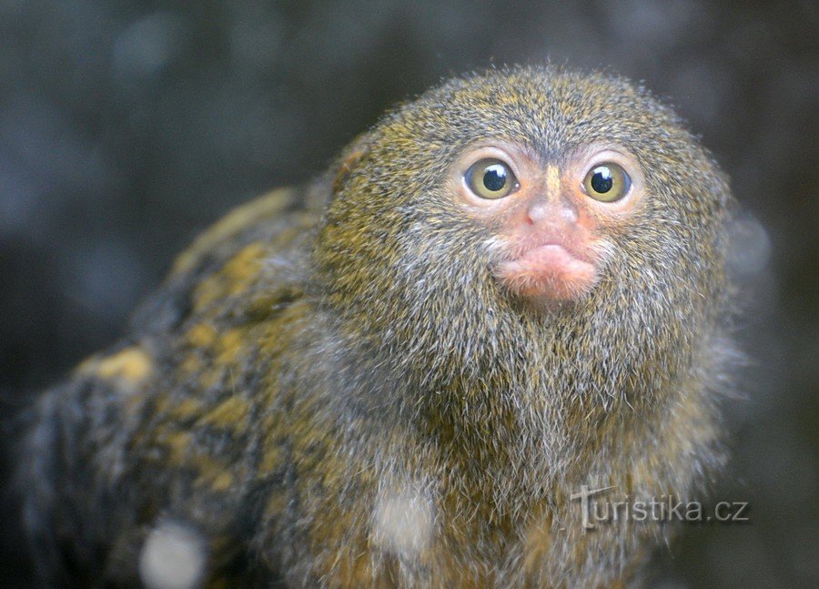 marmoset pitic